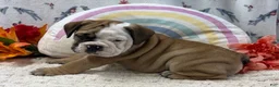 English Bulldog dogs for sale: Zachary - Ad 3