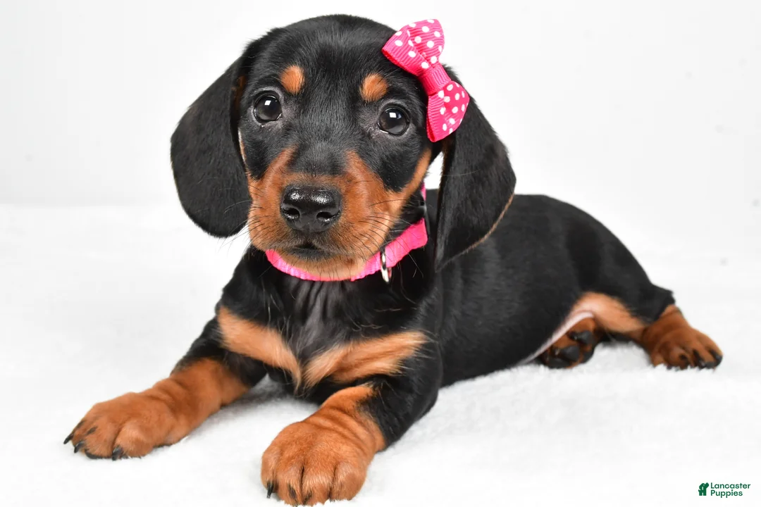 Miniature Dachshund dogs for sale: Tessa - Ad 4