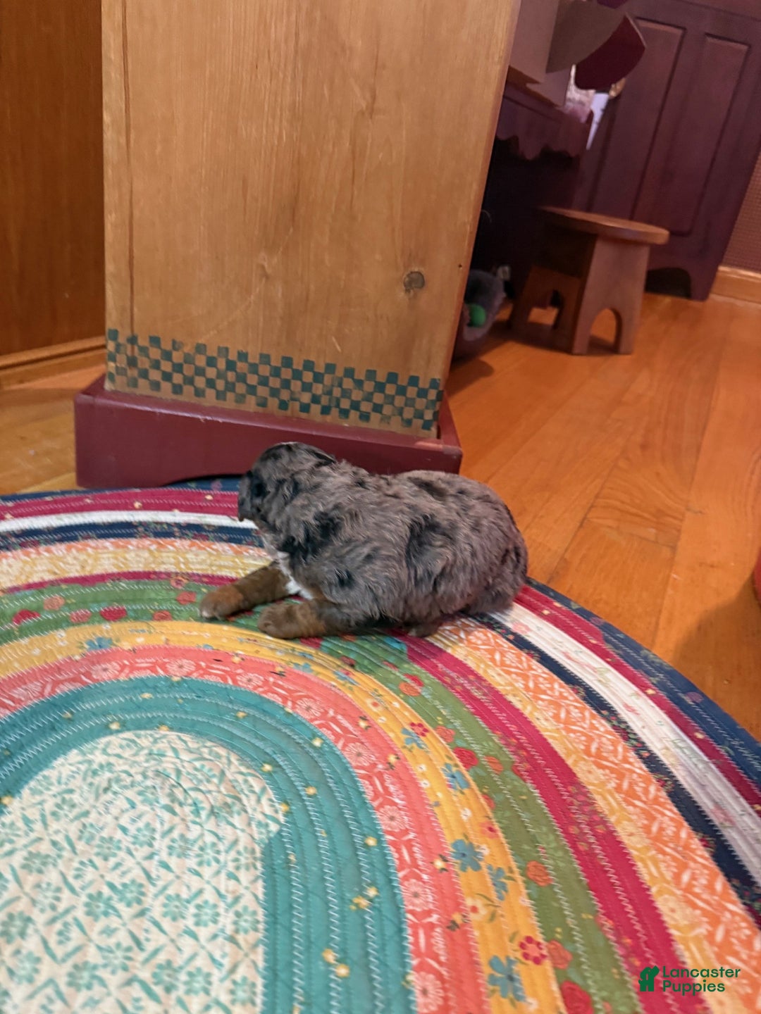 Mini Bernedoodle dogs for sale: Oakley - Ad 7