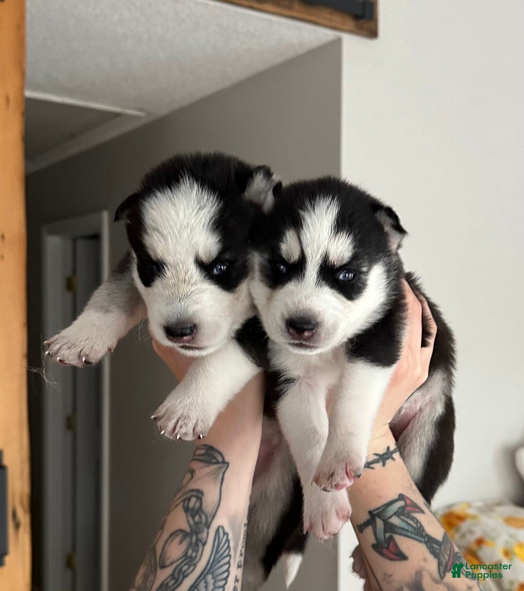 Gallery Image {{count}}