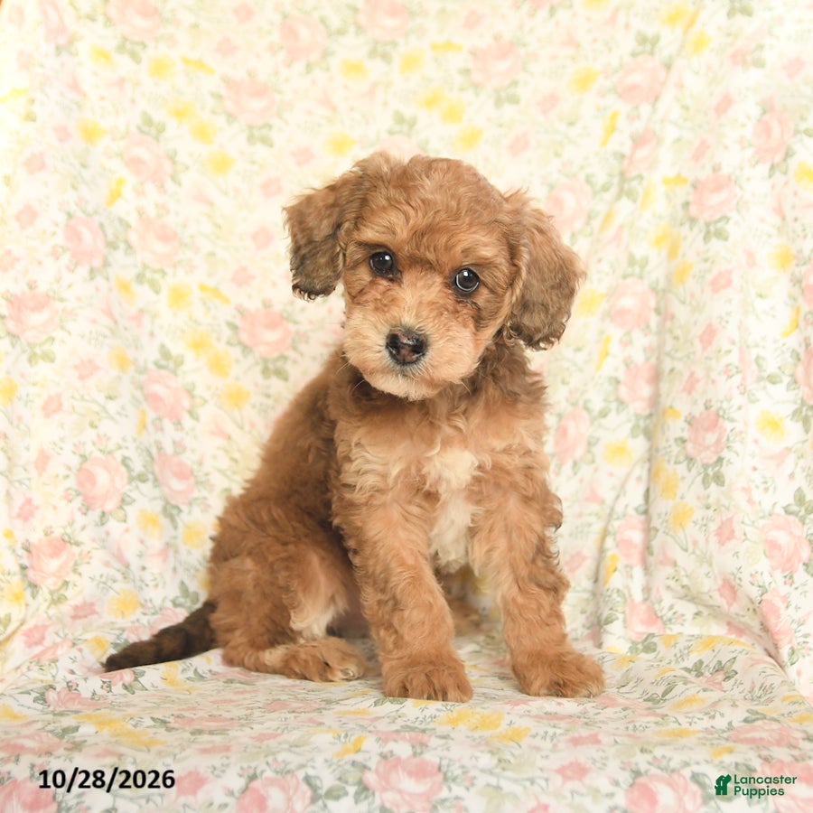 Mini Goldendoodle dogs for sale: Orpha  - Ad 1