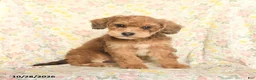 Mini Goldendoodle dogs for sale: Orpha  - Ad 1