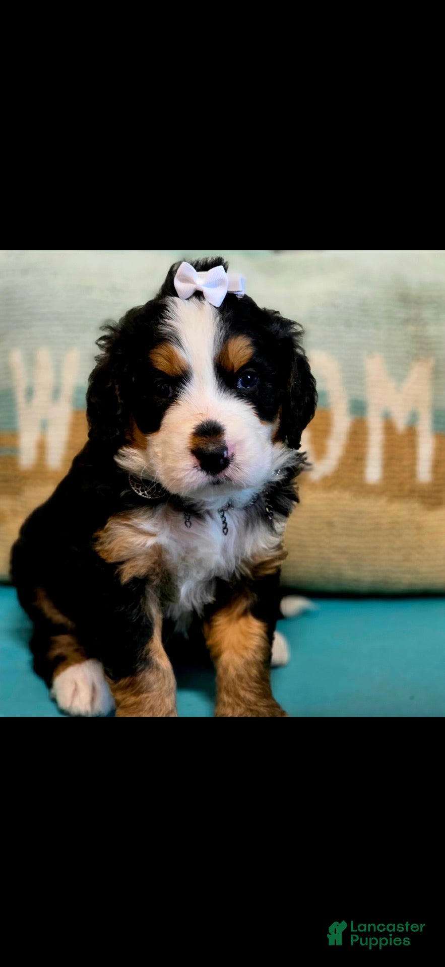 Bernedoodle dogs Bernedoodle 5 - Ad 1