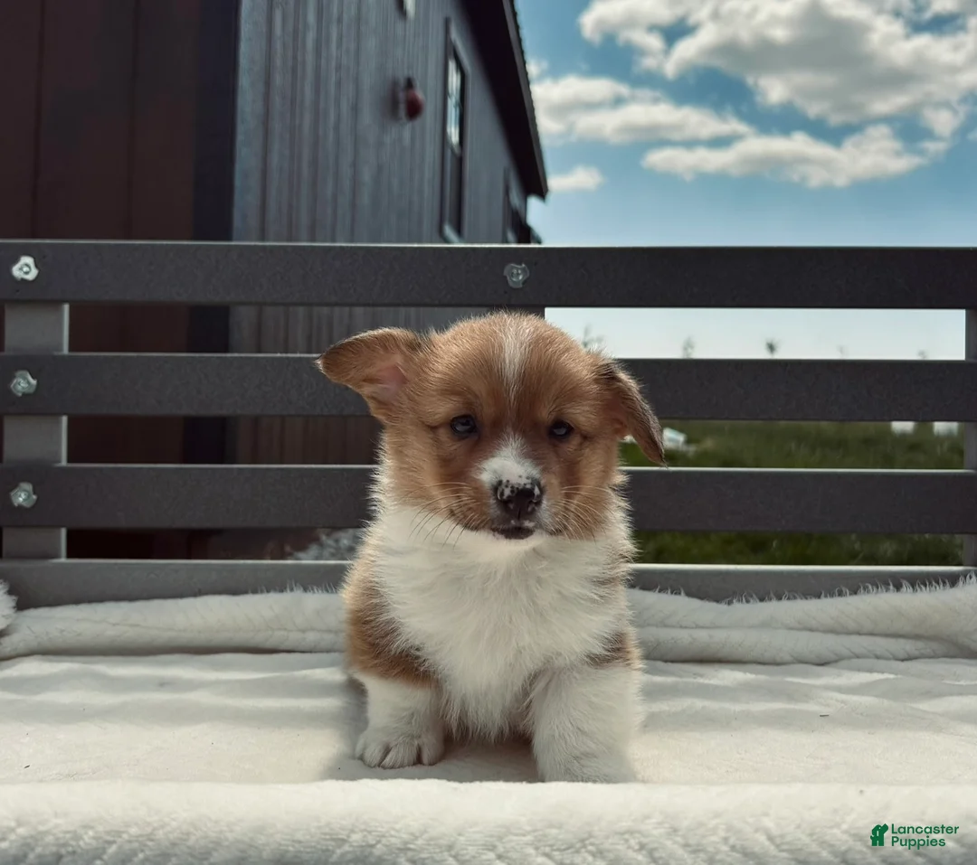 Welsh Corgi Pembroke dogs for sale: Danny Welsh Corgi Pembroke Puppy  - Ad 1