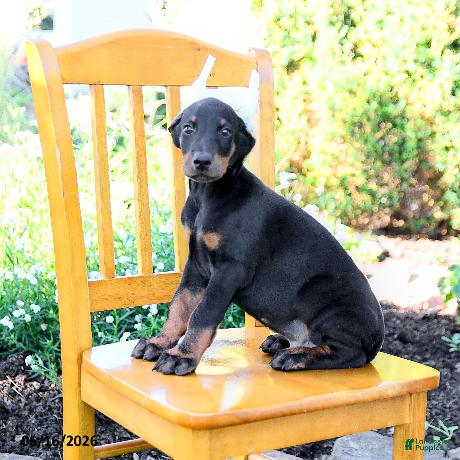 Doberman Pinscher dogs Ladron - Ad 1
