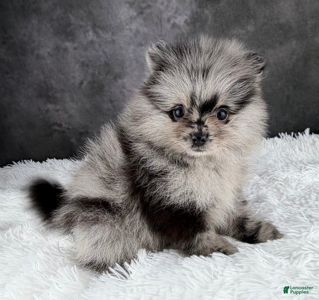 Pomeranian dogs for sale: Bow AKC - Ad 4