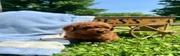 Toy Poodle dogs for sale: Little Nutmeg❤️AKC❤️5lb dad 8lb mom - Ad 2