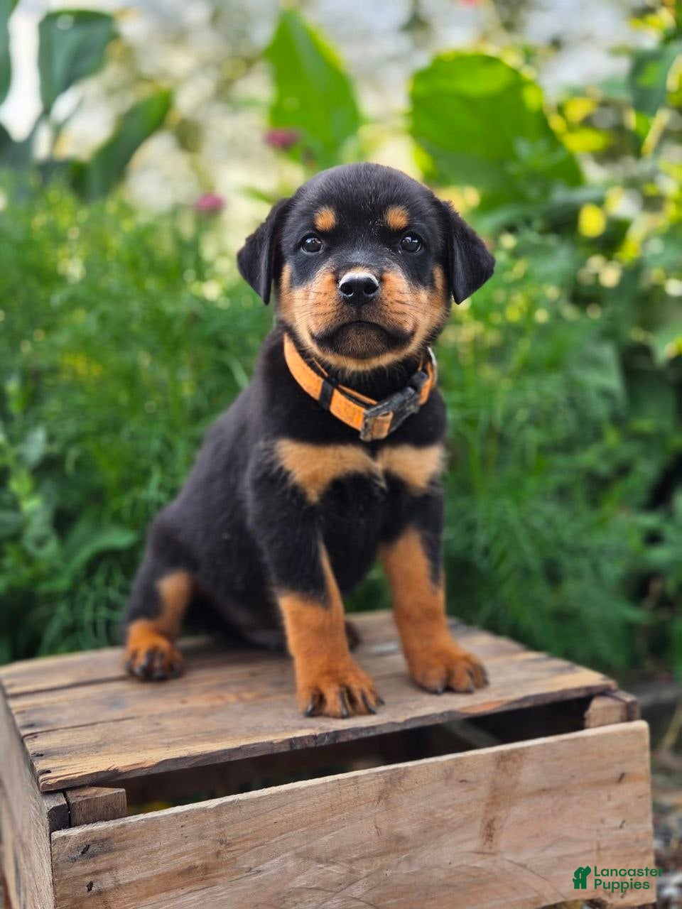 Rottweiler dogs Milo - Ad 1