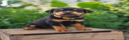 Rottweiler dogs for sale: Milo - Ad 1