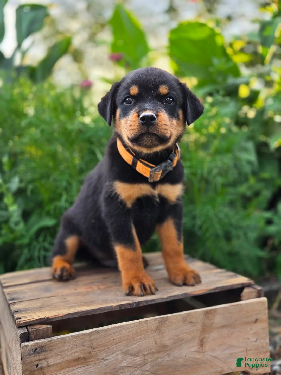Rottweiler dogs for sale: Milo - Ad 1