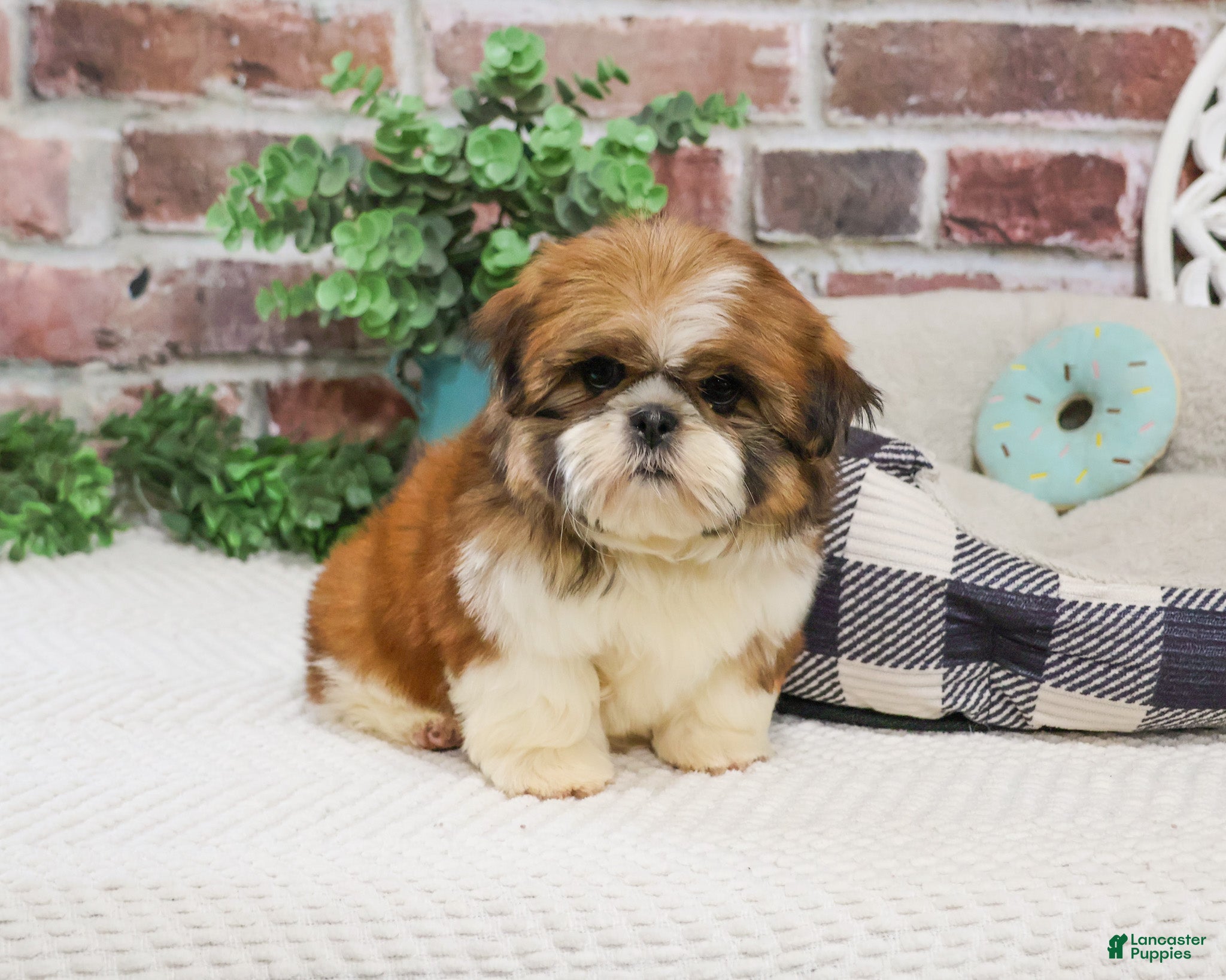 Shih Tzu dogs Tramp  - Ad 18