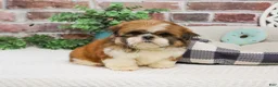 Shih Tzu dogs for sale: Tramp  - Ad 1