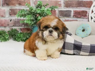 Shih Tzu dogs Tramp - Ad 18