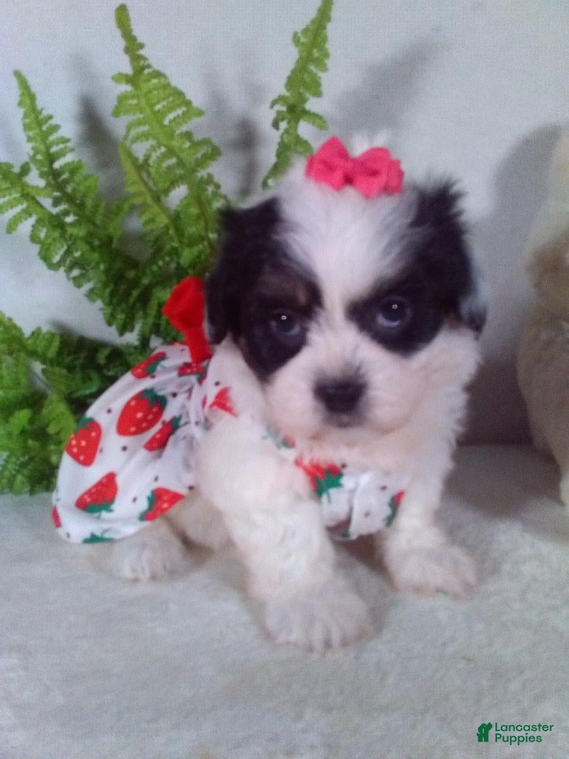 Teddy Bear dogs Callie - Ad 2