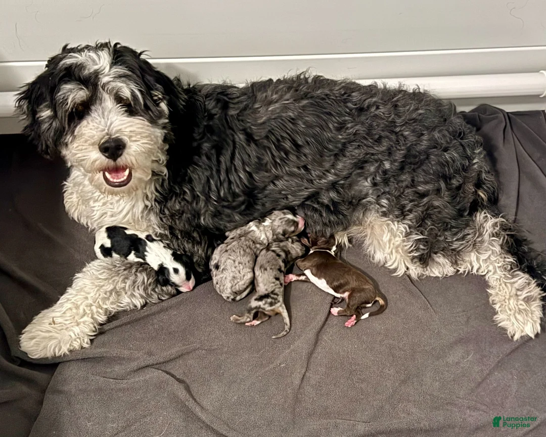 Mini Bernedoodle dogs for sale: Fin - Ad 2