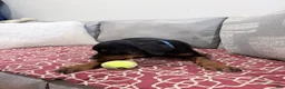 Rottweiler dogs for sale: Blue collar, girl - Ad 14