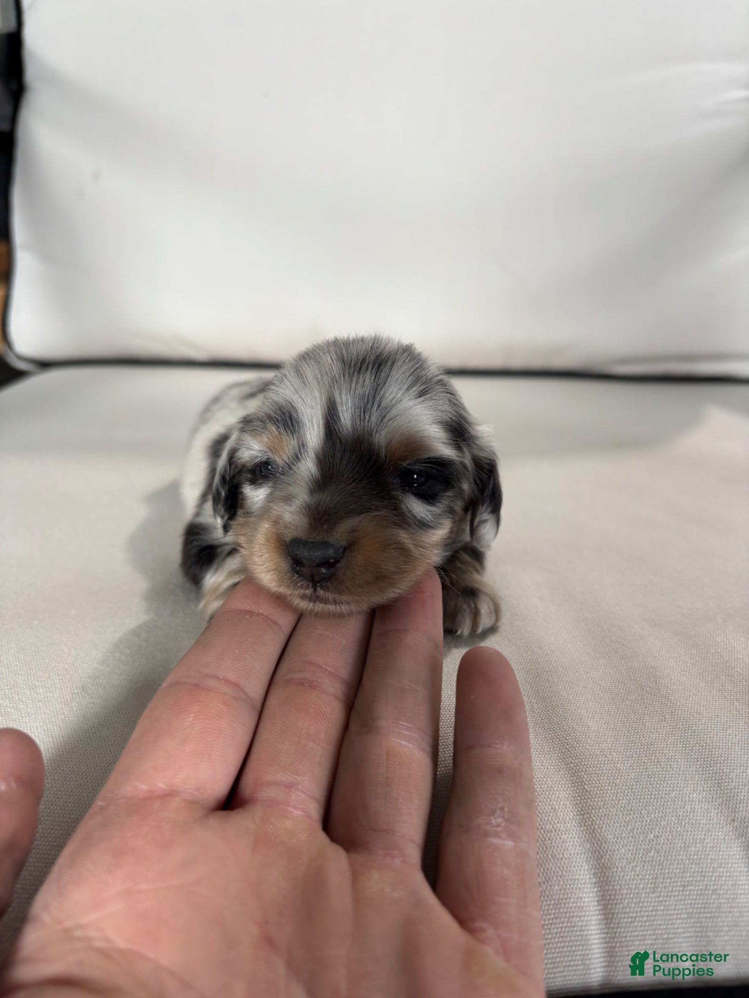 Miniature Dachshund dogs Miniature Dachshund Puppy 1 - Ad 1