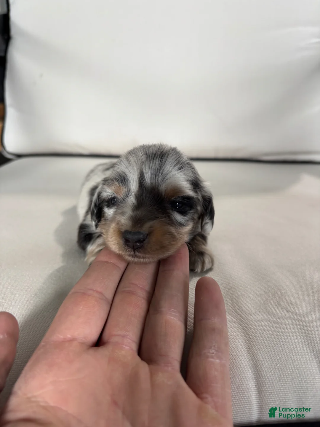 Miniature Dachshund dogs for sale: Miniature Dachshund Puppy 1 - Ad 1