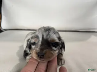 Miniature Dachshund dogs for sale: Miniature Dachshund Puppy 1 - Ad 1