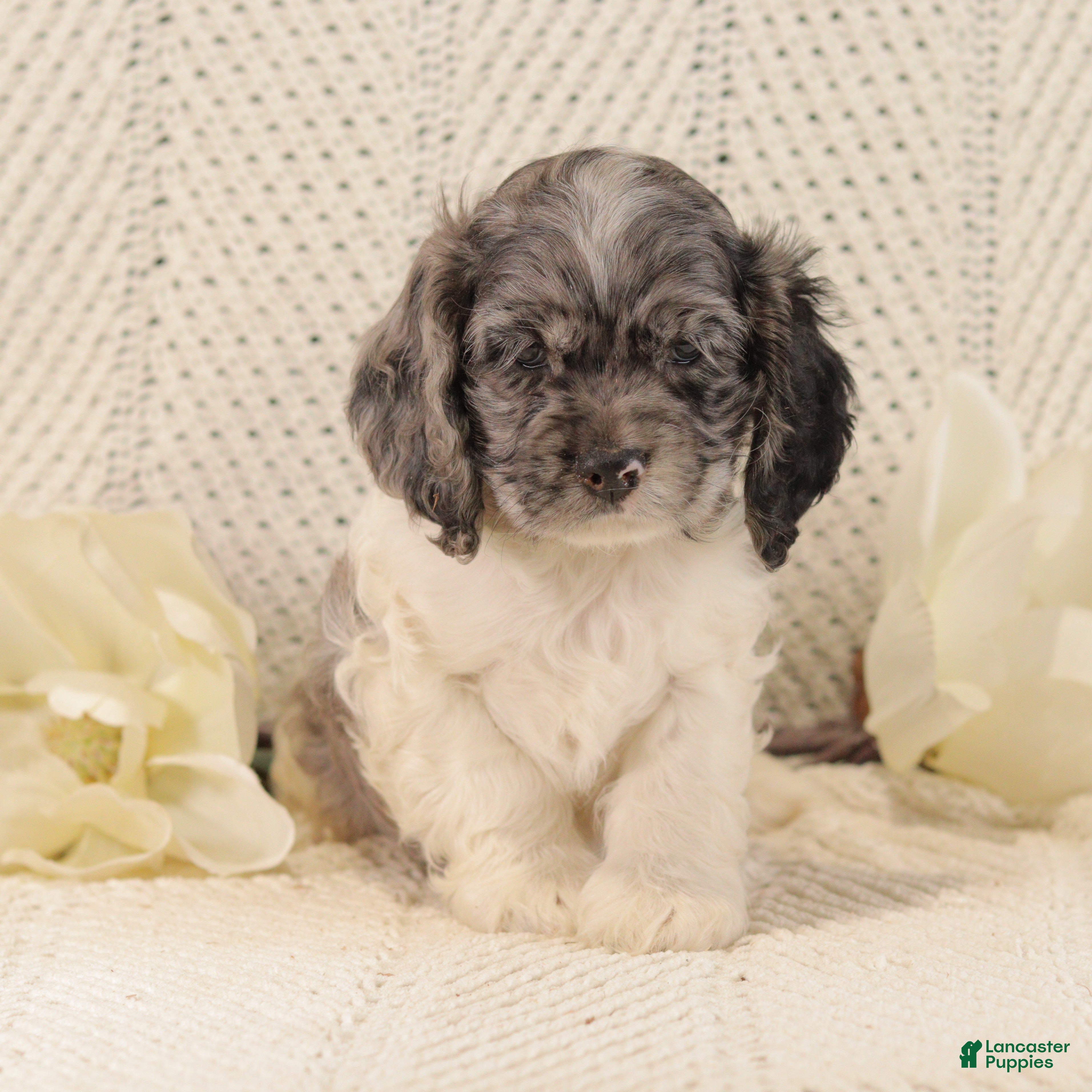 Cocker Spaniel dogs Benny - Ad 42