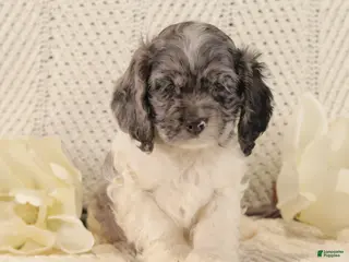 Cocker Spaniel dogs Benny - Ad 42