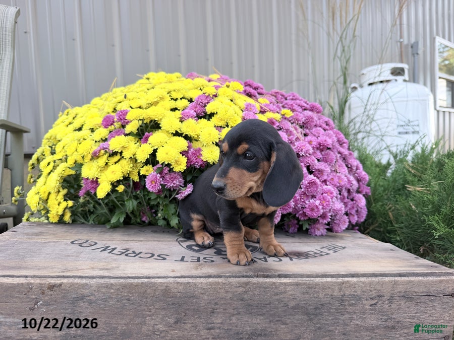 Miniature Dachshund dogs for sale: Dixie - Ad 2