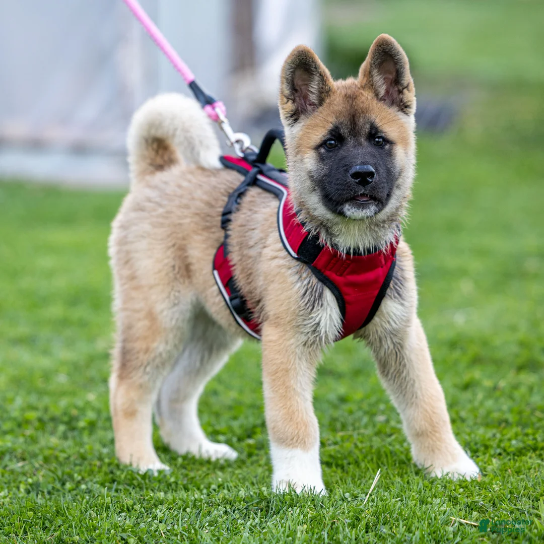 Akita dogs for sale: Farley Akita Puppy  - Ad 1