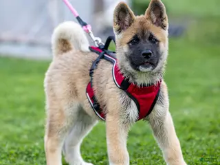 Akita dogs for sale: Farley Akita Puppy - Ad 3