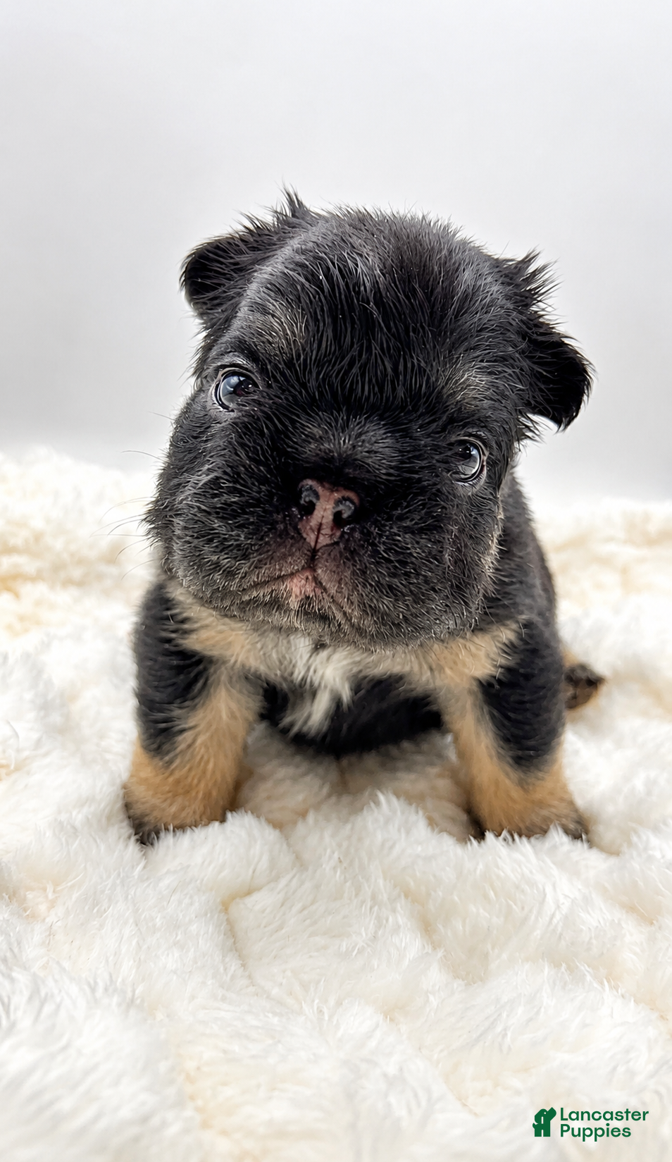 French Bulldog dogs T-Bone - Ad 8