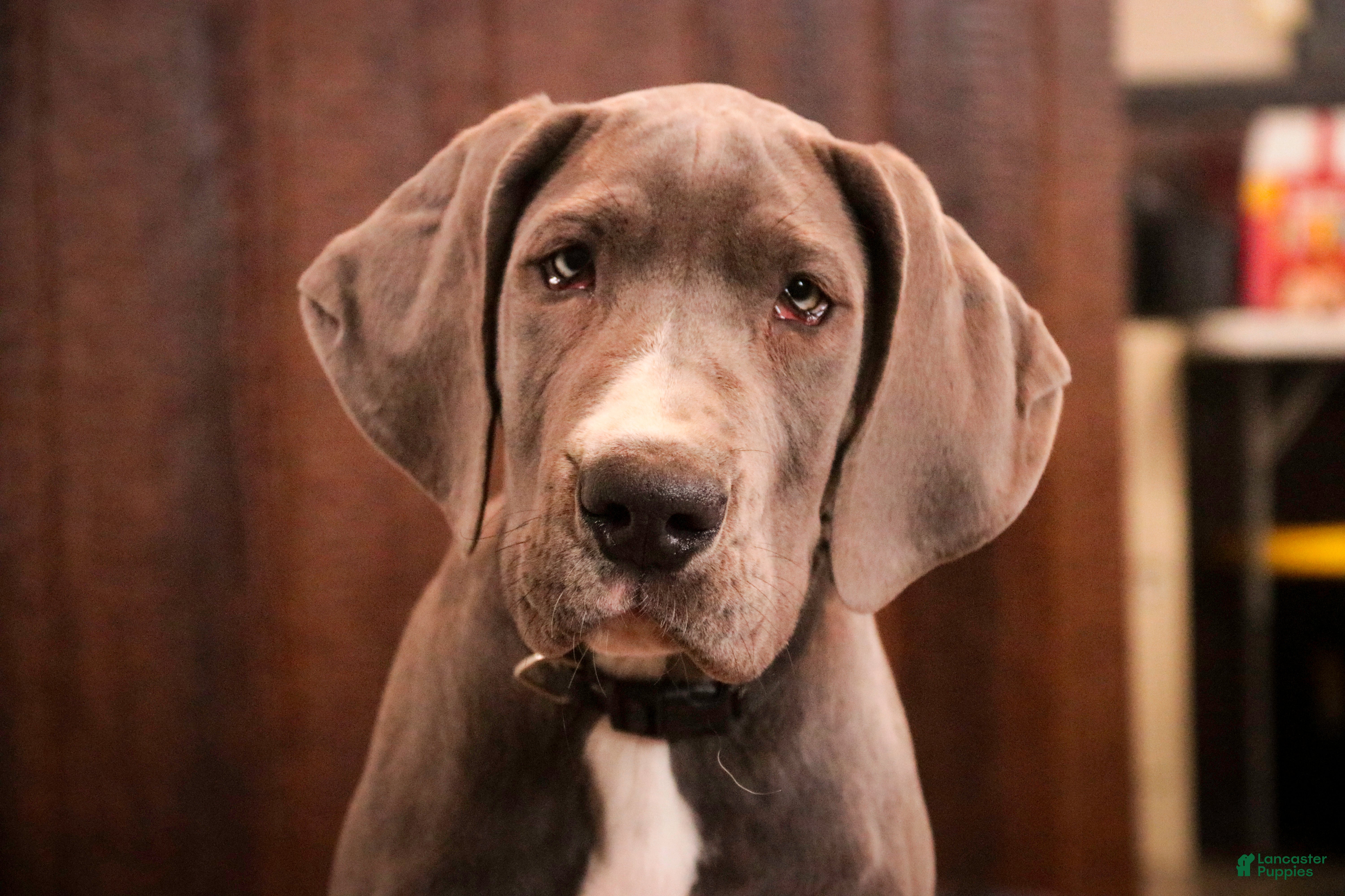 Great Dane dogs Liberty - Ad 2