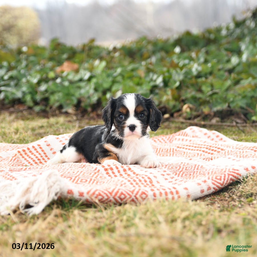 Cavalier King Charles Spaniel dogs Charmer - Ad 2