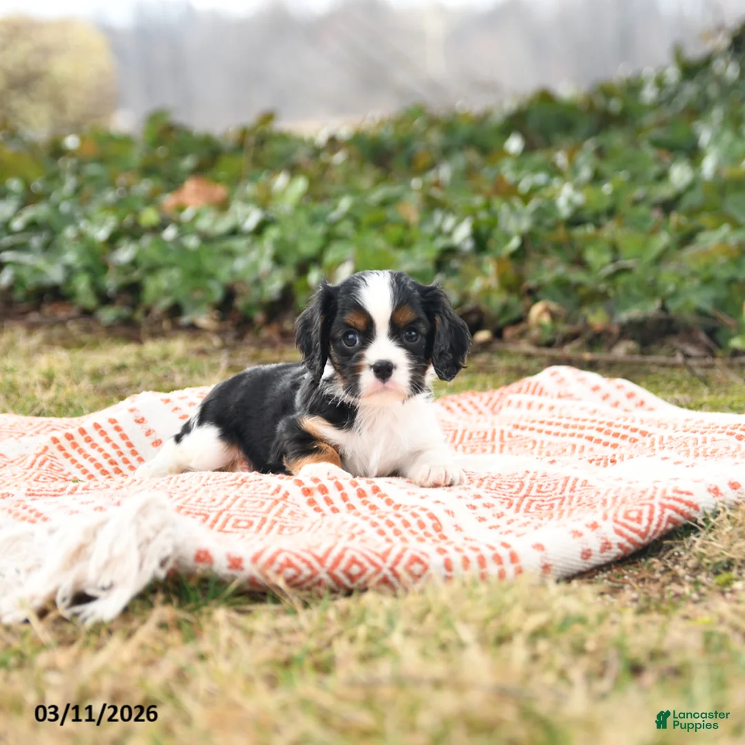 Cavalier King Charles Spaniel dogs for sale: Charmer - Ad 2