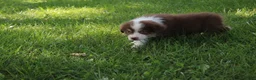 Australian Shepherd dogs for sale: Sasha - Ad 6