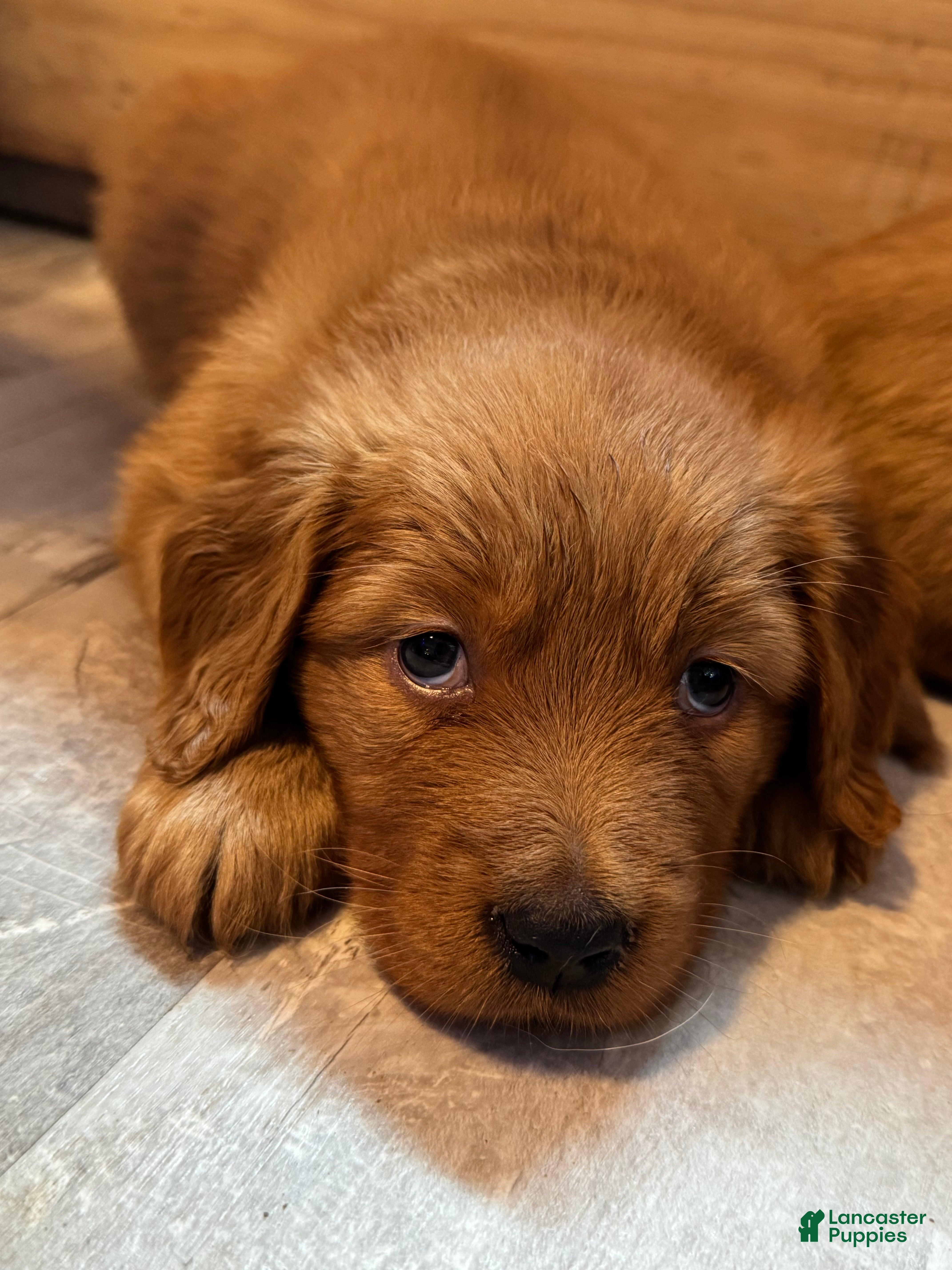Golden Retriever dogs Girl 4 - Ad 2