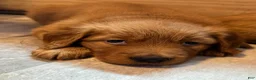 Golden Retriever dogs for sale: Girl 4 - Ad 2