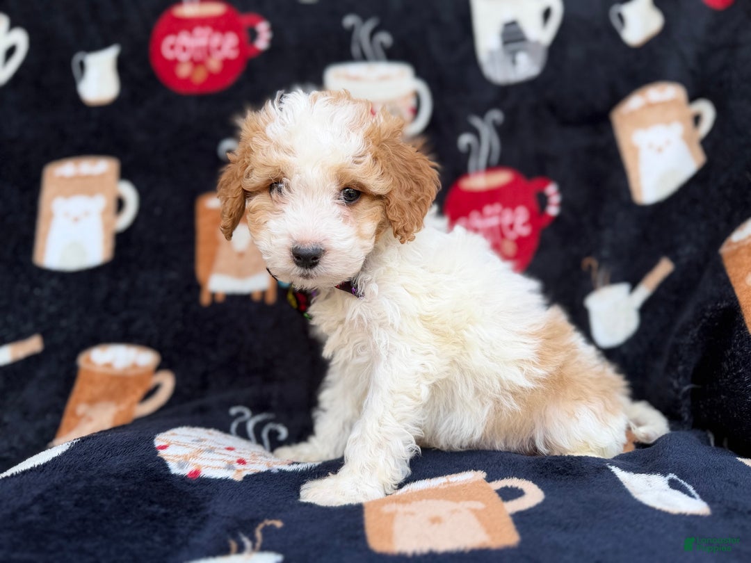 Cavapoo dogs for sale: Chevy - Ad 8