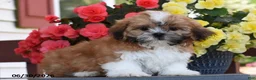 Shih Tzu dogs for sale: Mango - Ad 3