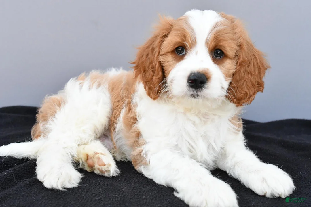 Cavapoo dogs for sale: Nicky - Ad 1