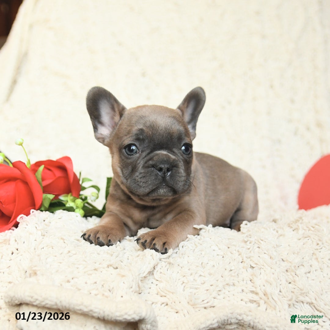 French Bulldog dogs for sale: Benji - Ad 3