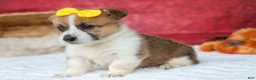 Welsh Corgi Pembroke dogs for sale: Ariel 💕 - Ad 6