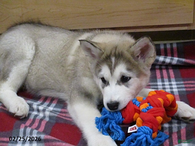 Alaskan Malamute dogs Kodiak - Ad 2