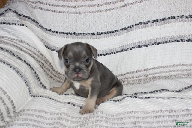 French Bulldog dogs Daniel - Ad 1