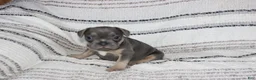 French Bulldog dogs for sale: Daniel - Ad 1