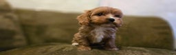 Cavapoo dogs for sale: Wes - Ad 7