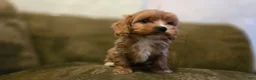 Cavapoo dogs for sale: Wes - Ad 7