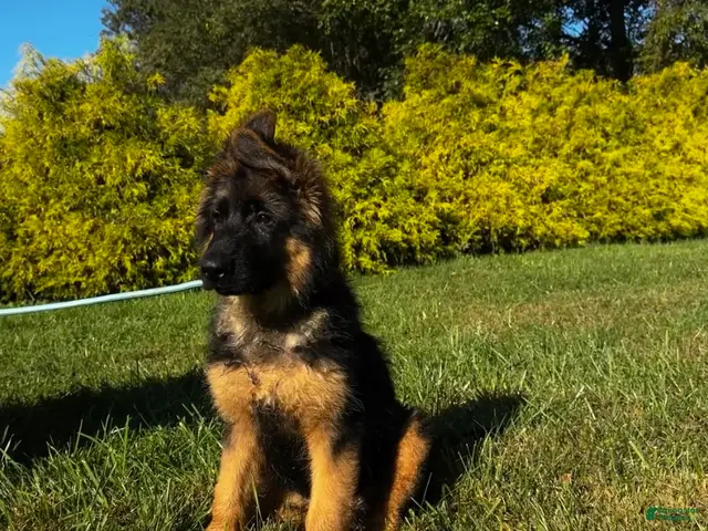 German Shepherd dogs for sale: Baby Blue - Ad 1