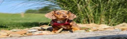 Miniature Dachshund dogs for sale: Buddy - Ad 5