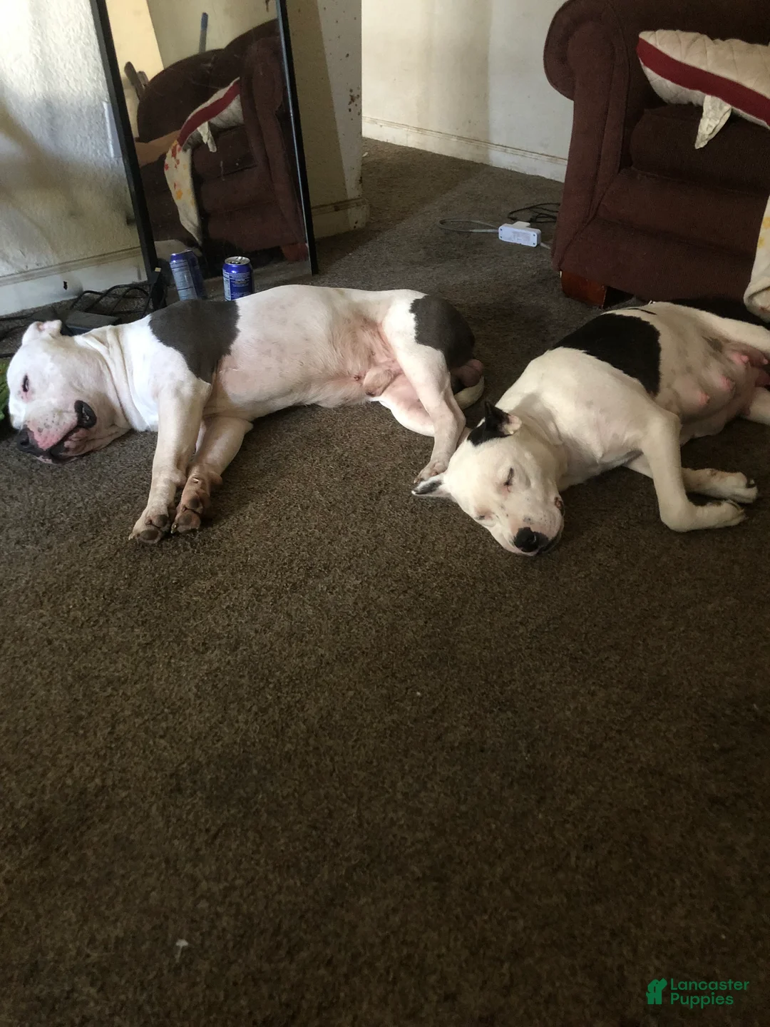 American Pit Bull Terrier dogs for sale:  Puppy 1 - Ad 5