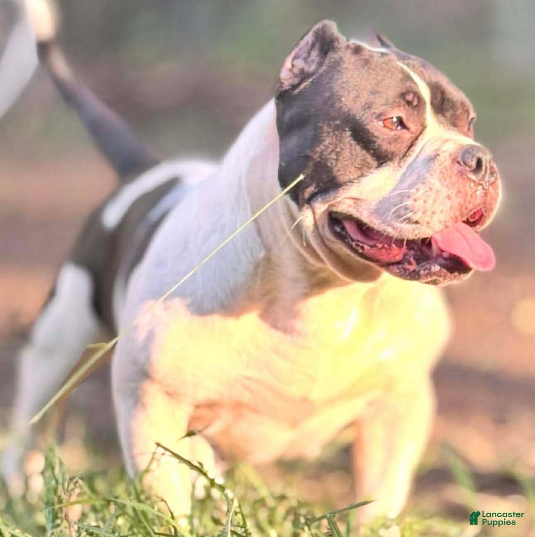 American Bully dogs for sale: American Bully Puppy 2 - Ad 2