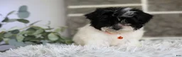Maltipoo dogs for sale: Tiny - Ad 5